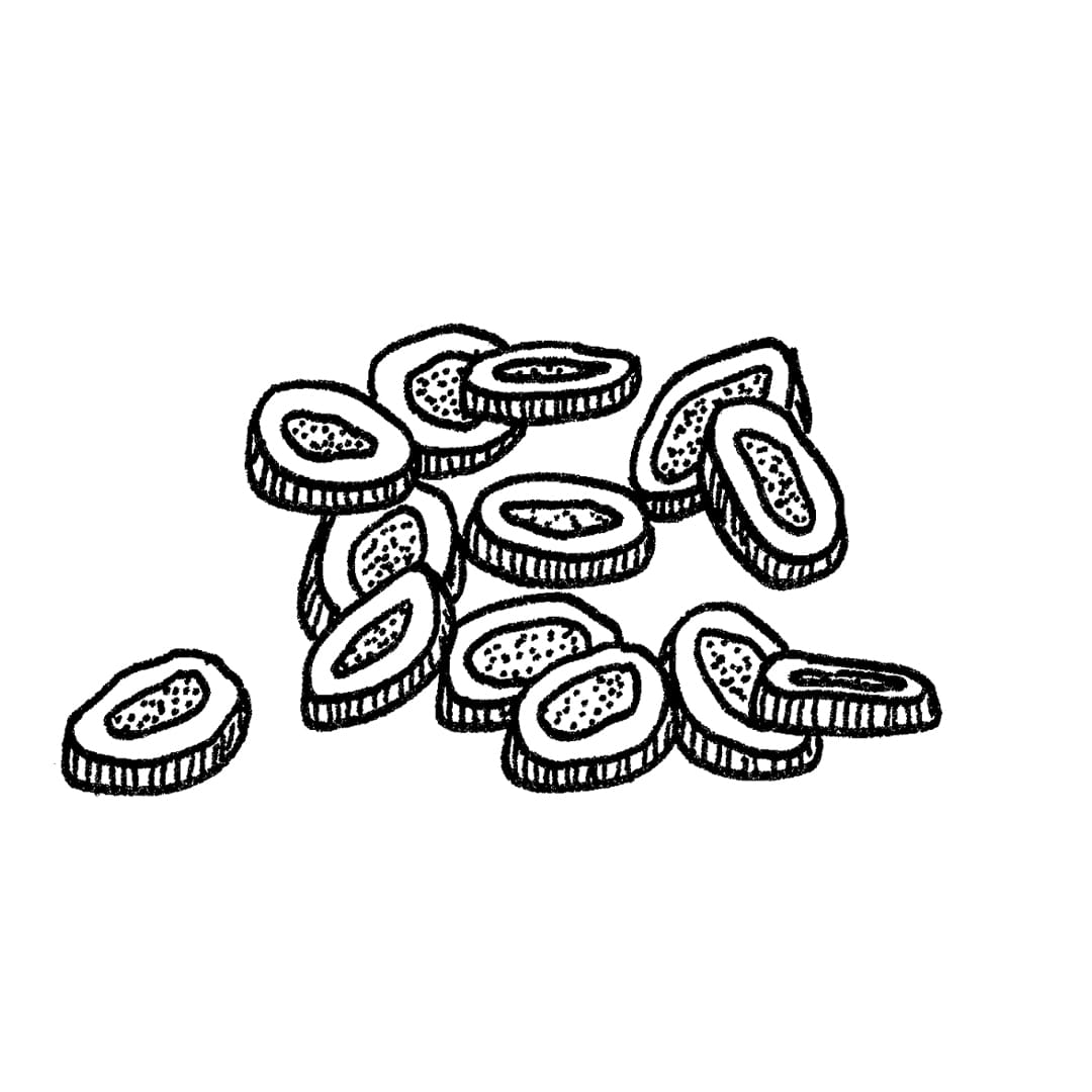 Illustration of Astragalus Root