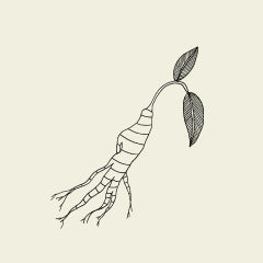 Asian Ginseng Root