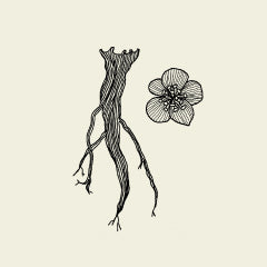 Bupleurum Root