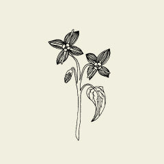 Epimedium Leaves/Horny Goat Weed